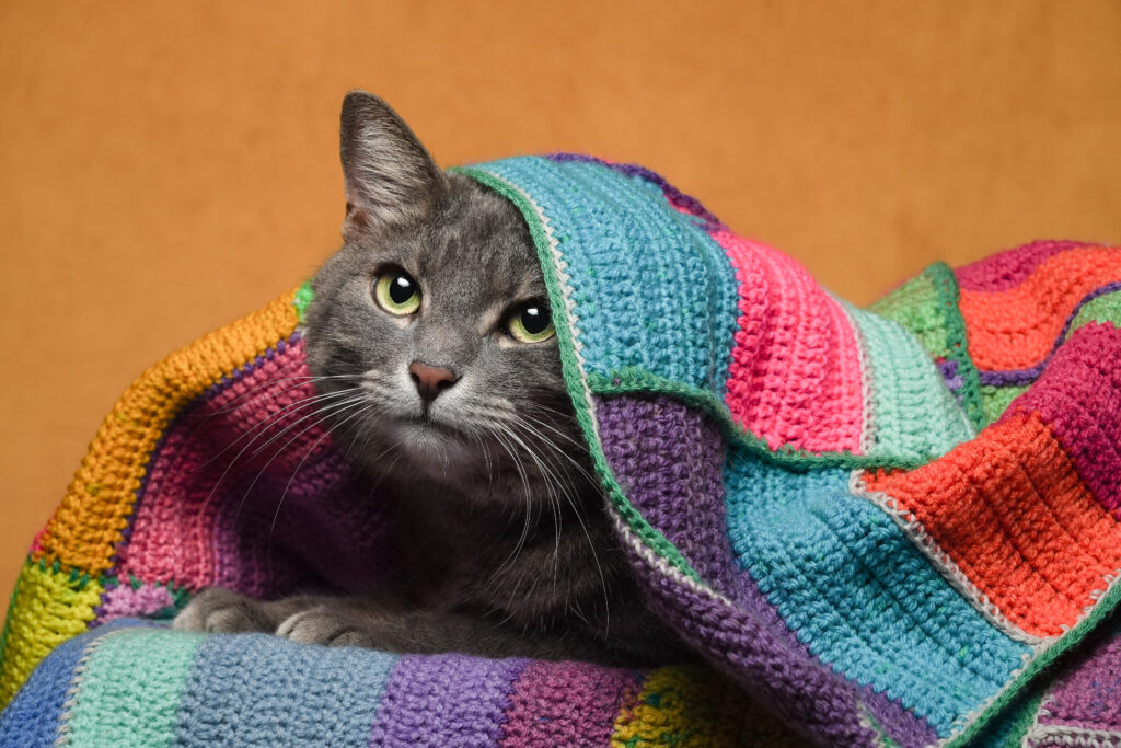 Katze im mobilen Fotostudio