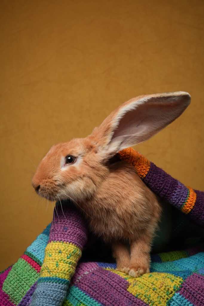 Kanninchen im mobilen Fotostudio