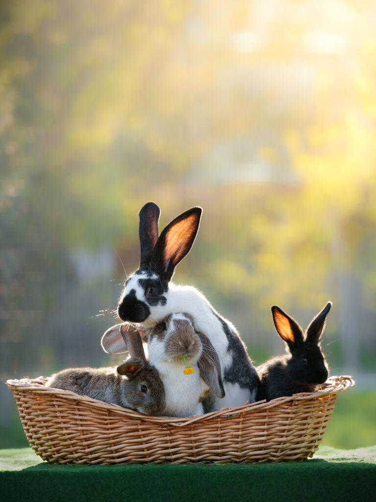 Kanninchenfotoshooting