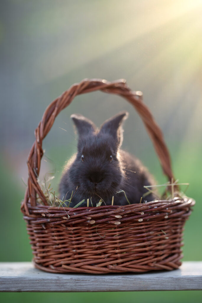 Kanninchenfotoshooting