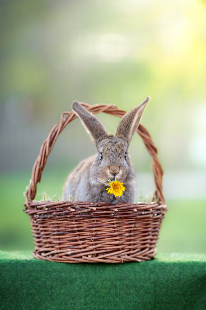 Kanninchenfotoshooting