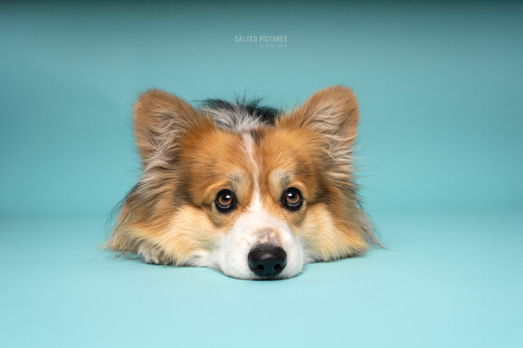 Hundefotografie Julia Salzer_Salted Pictures_Hundeportrait im Studio
