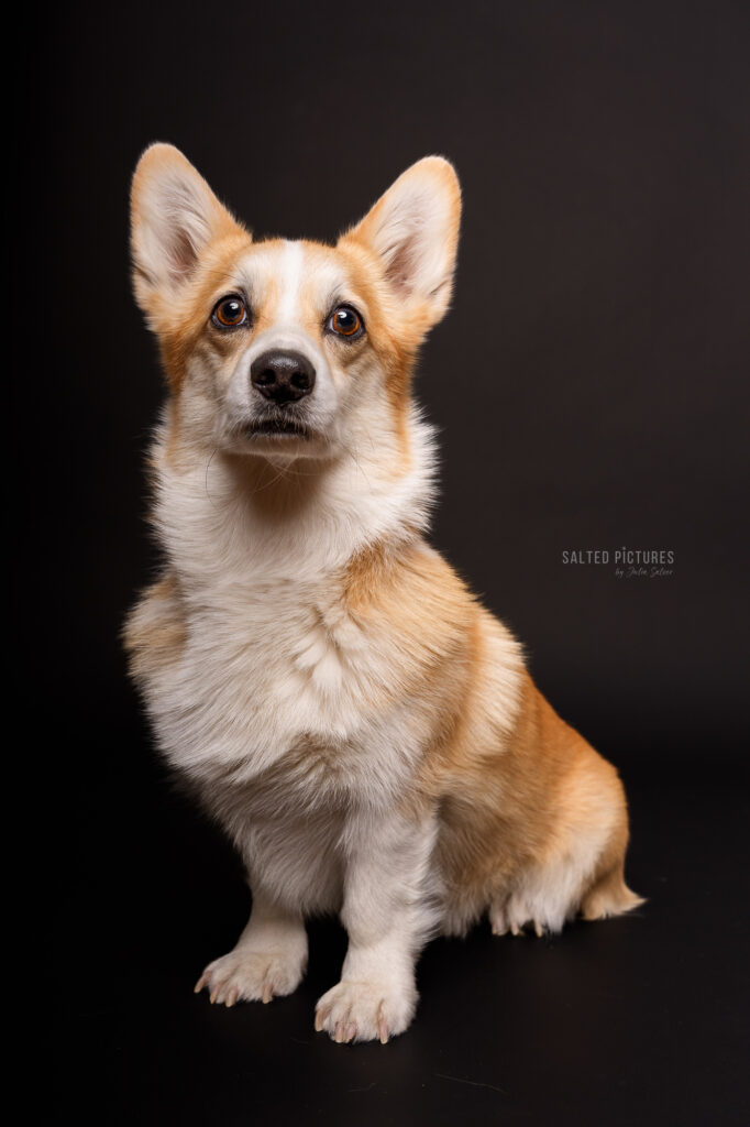 Hundefotografie Julia Salzer_Salted Pictures_Hundeportrait im Studio