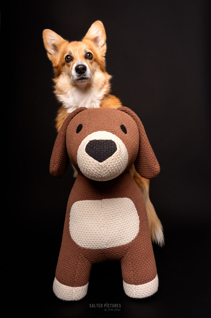 Hundefotografie Julia Salzer_Salted Pictures_Hundeportrait im Studio