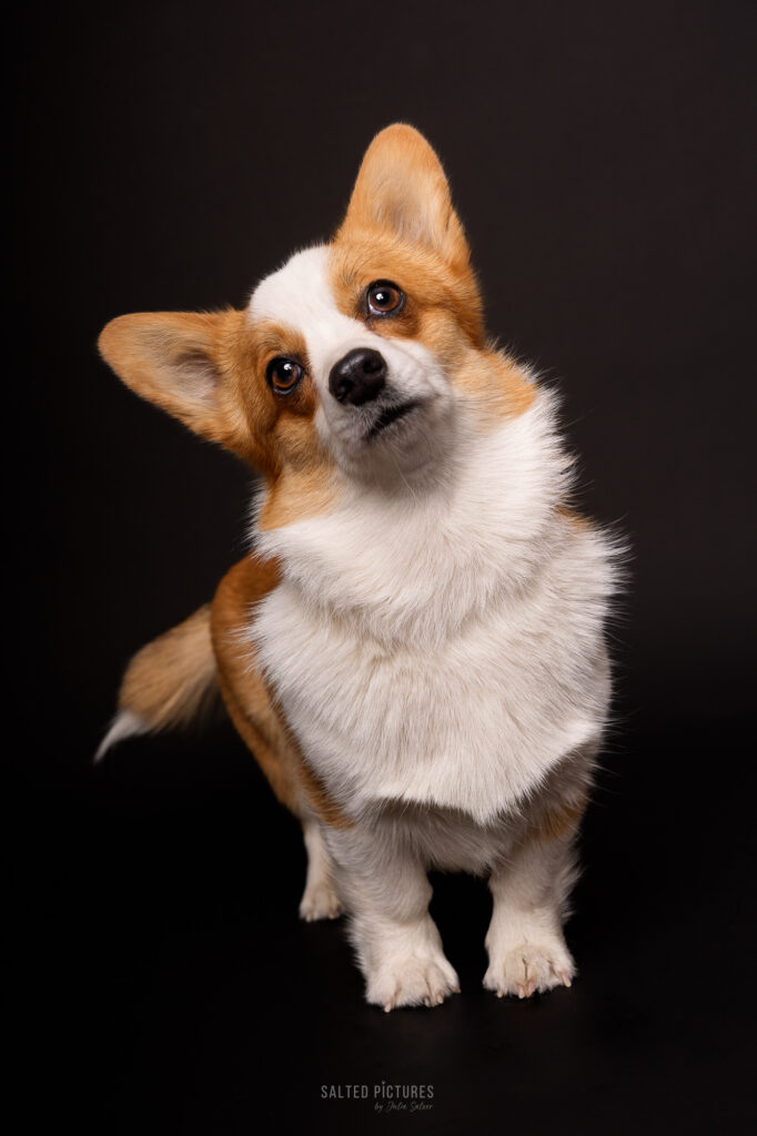 Hundefotografie Julia Salzer_Salted Pictures_Hundeportrait im Studio