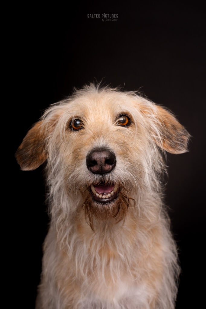 Hundefotografie Julia Salzer_Salted Pictures_Hundeportrait im Studio