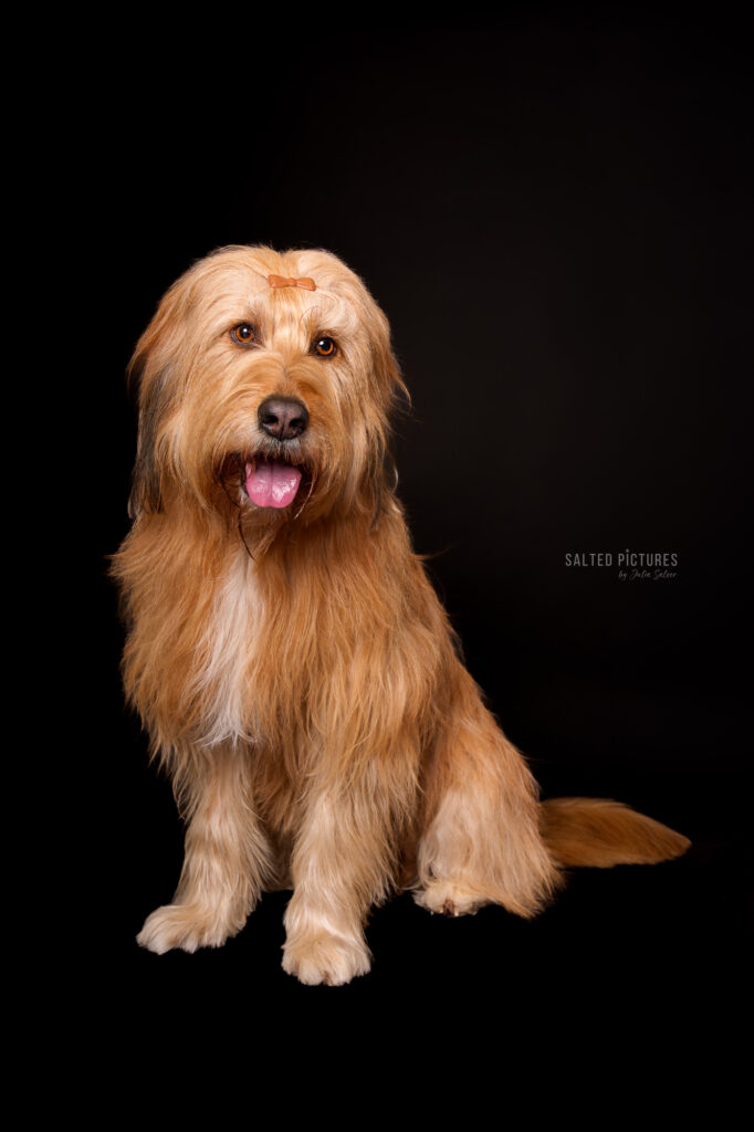Hundefotografie Julia Salzer_Salted Pictures_Hundeportrait im Studio