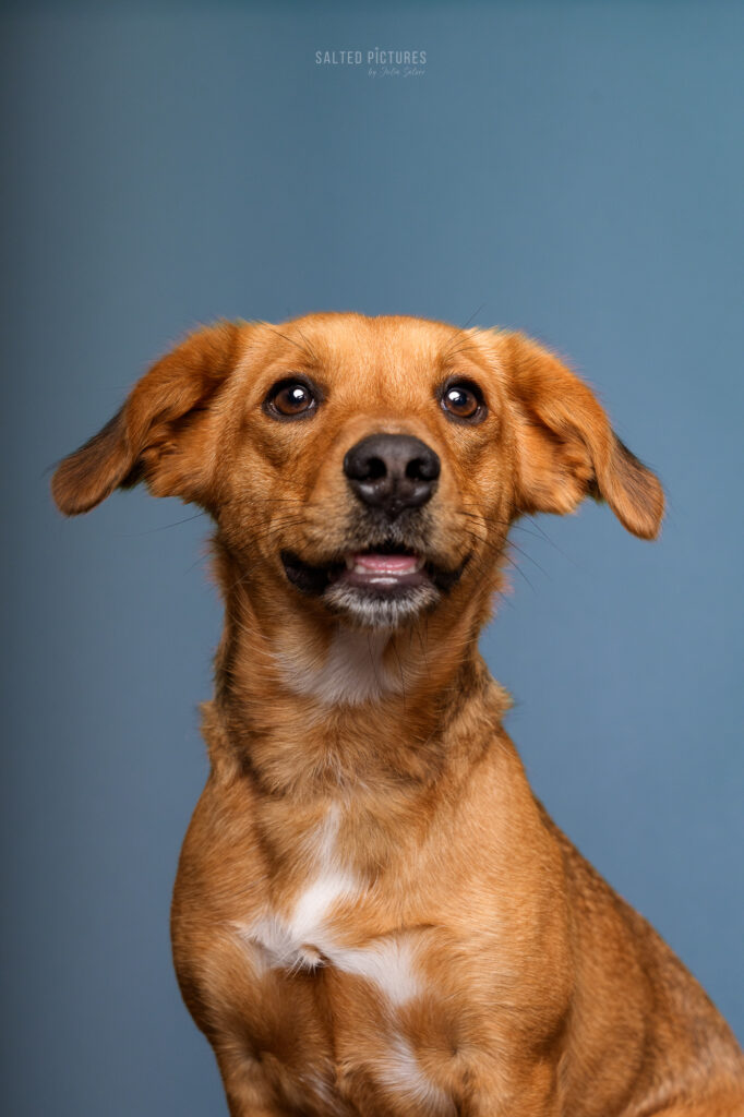 Hundefotografie Julia Salzer_Salted Pictures_Hundeportrait im Studio
