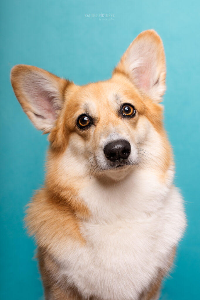 Hundefotografie Julia Salzer_Salted Pictures_Hundeportrait im Studio
