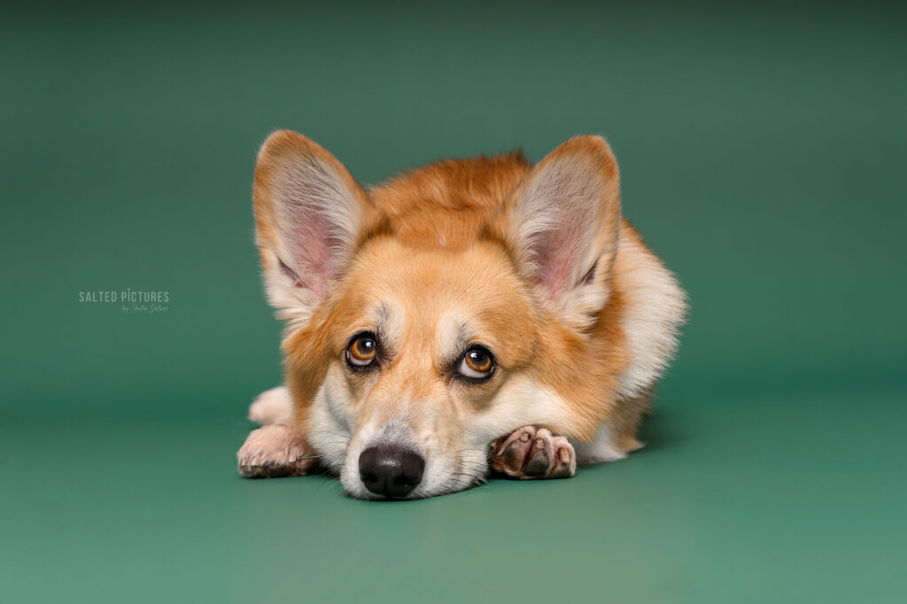 Hundefotografie Julia Salzer_Salted Pictures_Hundeportrait im Studio