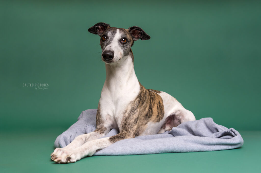Hundefotografie Julia Salzer_Salted Pictures_Hundeportrait im Studio