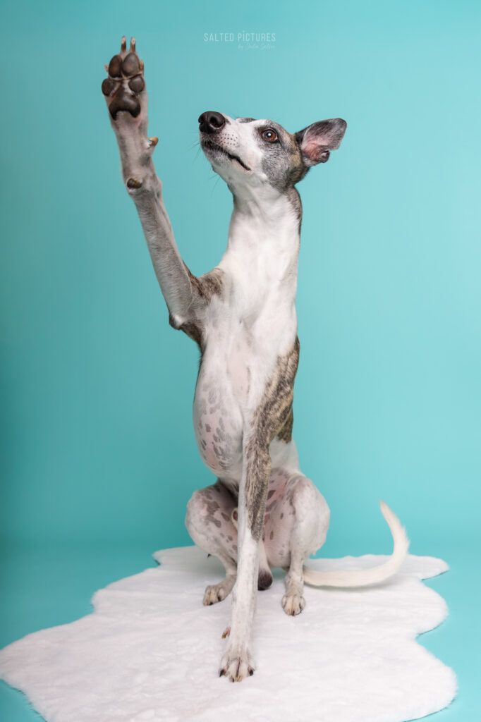 Hundefotografie Julia Salzer_Salted Pictures_Hundeportrait im Studio