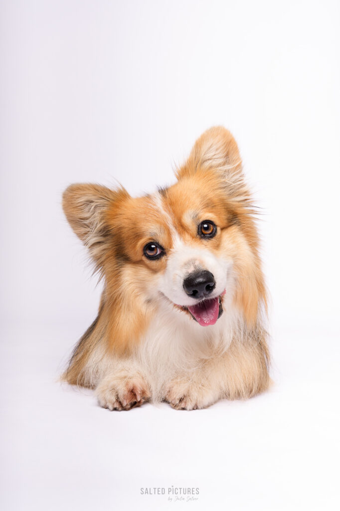 Hundefotografie Julia Salzer_Salted Pictures_Hundeportrait im Studio