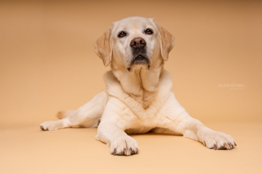 Hundefotografie Julia Salzer_Salted Pictures_Hundeportrait im Studio