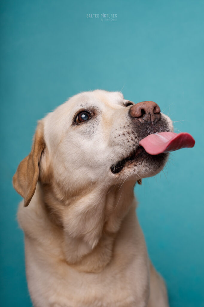 Hundefotografie Julia Salzer_Salted Pictures_Hundeportrait im Studio
