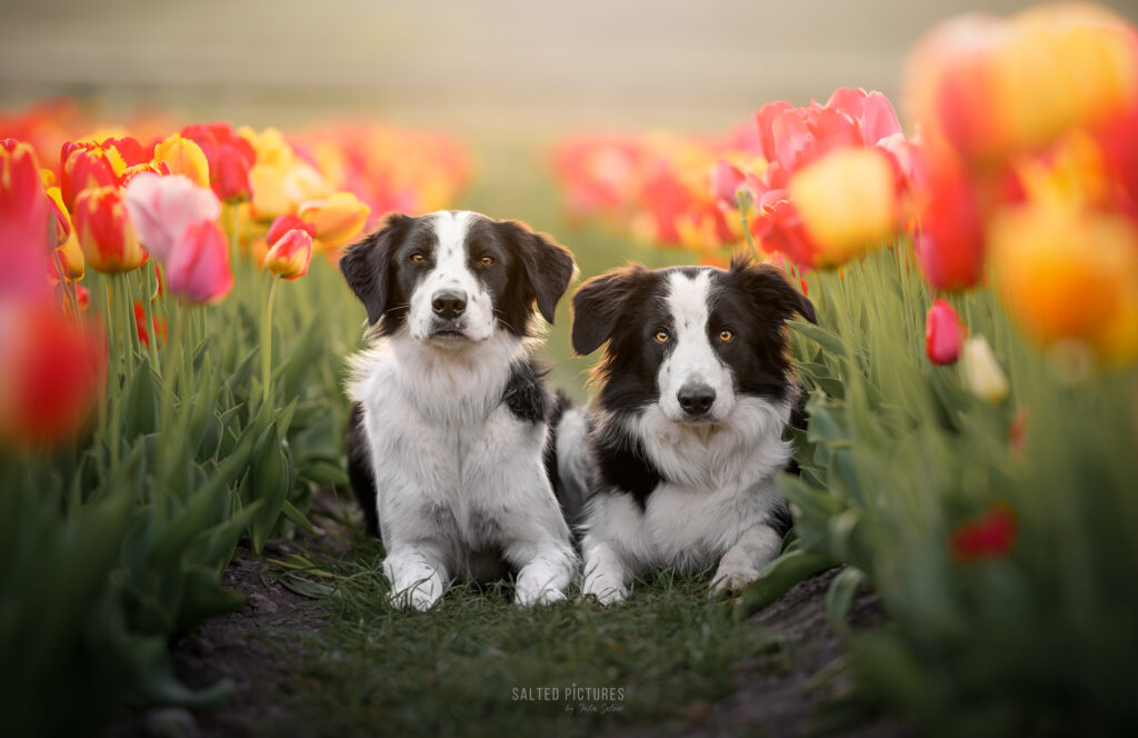 Hundefotografin_Julia Salzer_Salted Pictures_Bad Voeslau_Hundefotografie