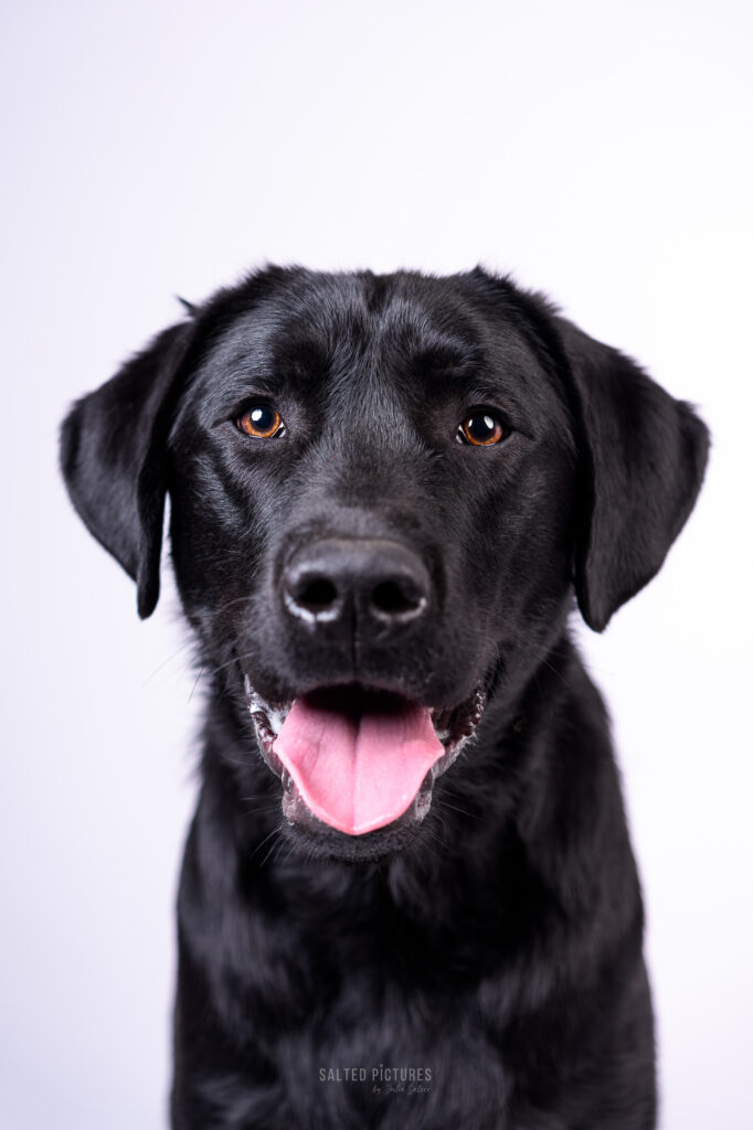 Hundefotografie Julia Salzer_Salted Pictures_Hundeportrait im Studio