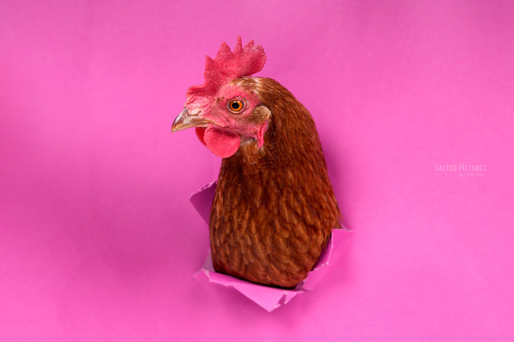 Portrait Huhn Studioportrait Huhn im Studio Haustierfotografie im Studio Julia Salzer_Salted Pictures_Haustierportrait im Studio