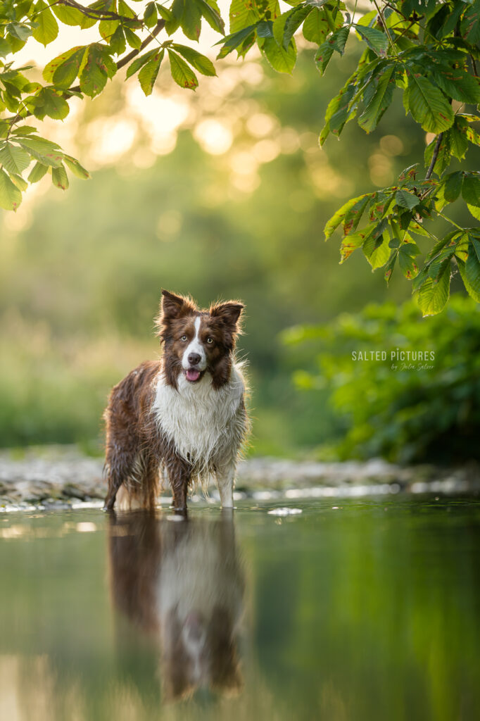 Hundefotografin_Julia Salzer_Salted Pictures_Bad Voeslau_Hundefotografie