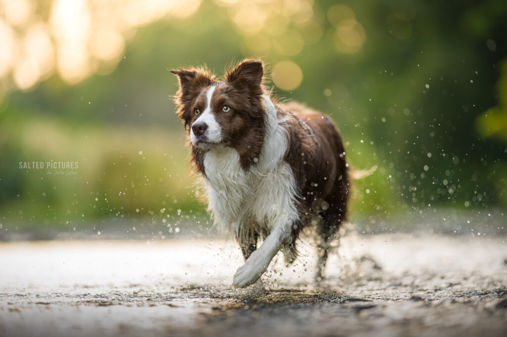Hundefotografin_Julia Salzer_Salted Pictures_Bad Voeslau_Hundefotografie