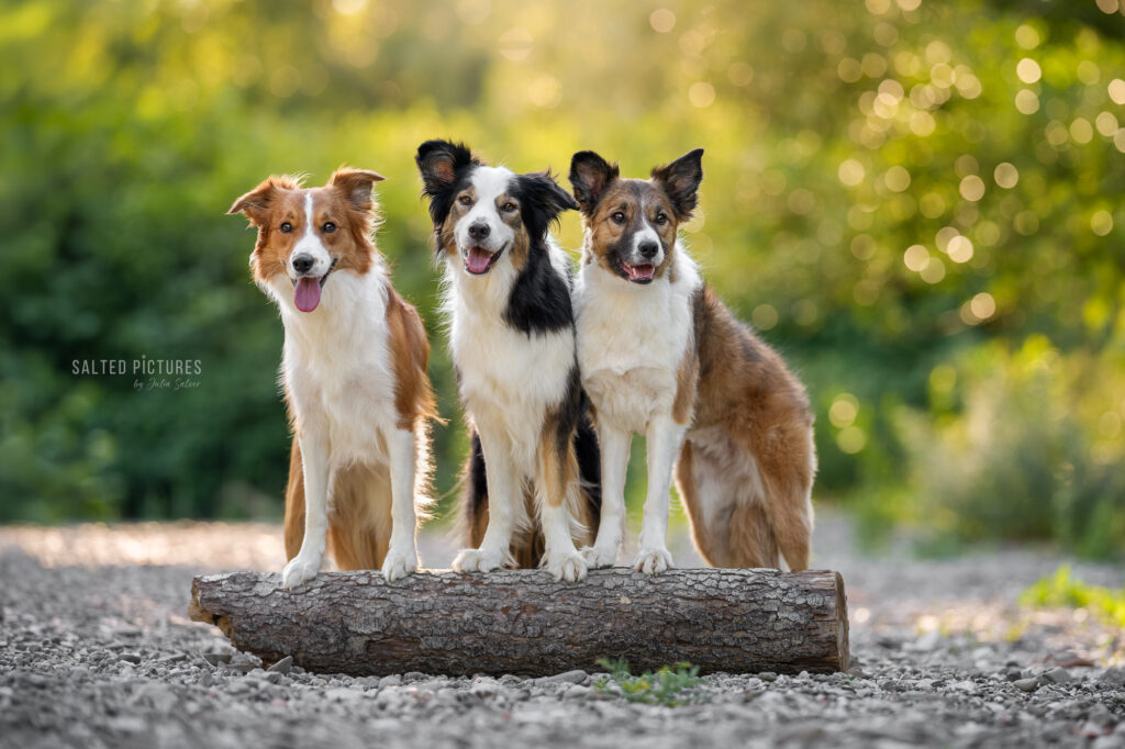Hundefotografin_Julia Salzer_Salted Pictures_Bad Voeslau_Hundefotografie