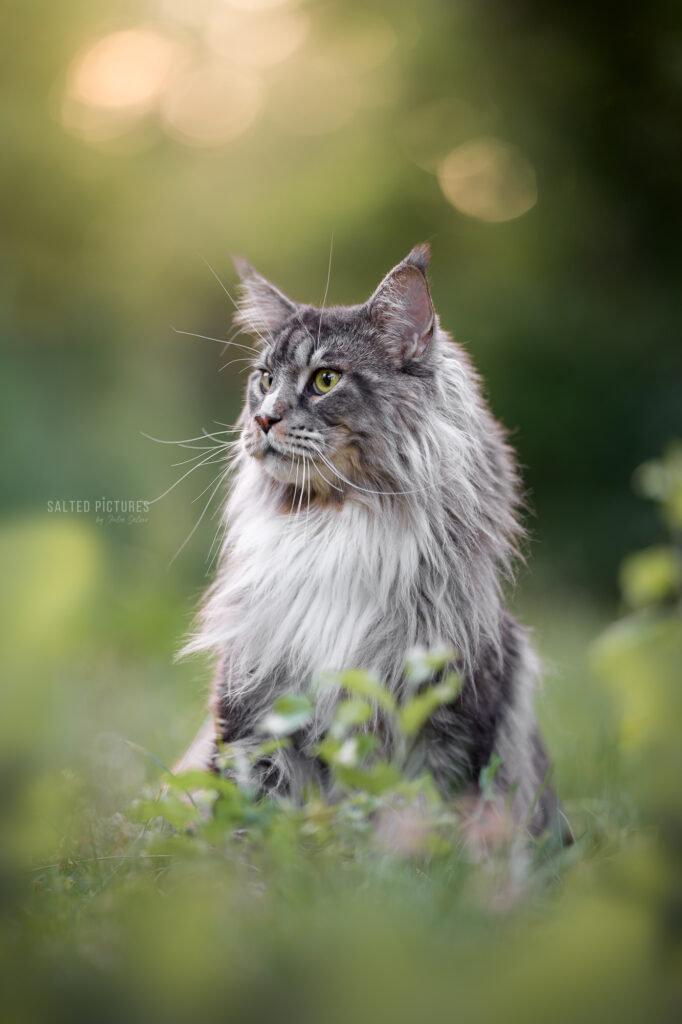Katzenfotoshooting Katzenportrait Katzenfotografin Julia Salzer